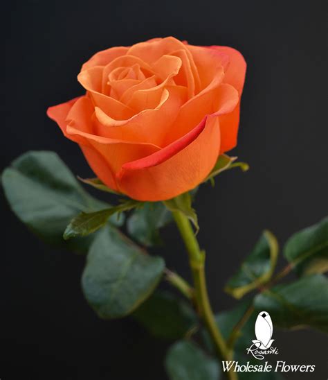 Orange Roses Rosanti Flowers