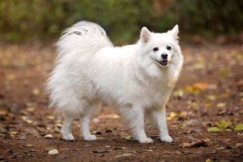 15 raças de cachorro branco peludo pequeno grande e mais