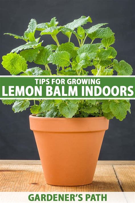 Growing Lemon Balm In Pots Complete How To Guide Artofit