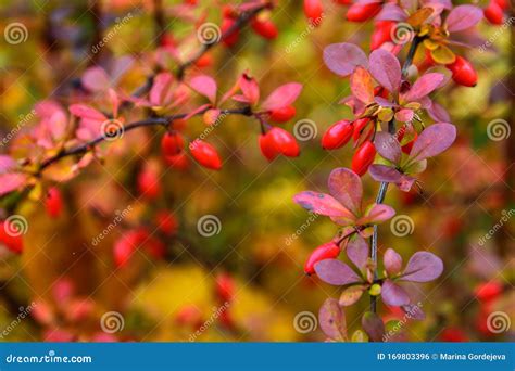 The Red Barberry Bush In The Fall Branch Of The Barberry Plant In