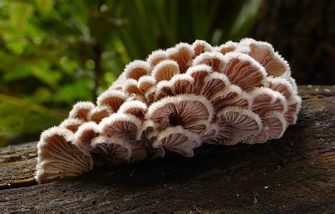 How Fungi Are Breaking The Binary A Queer Approach To Ecology