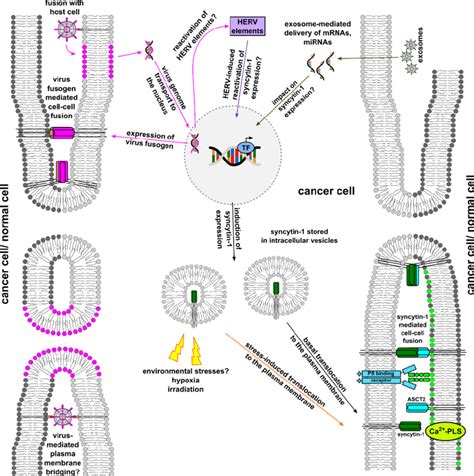 Cancer Cell Cell Fusion Triggered By Environmental Stress Viruses And