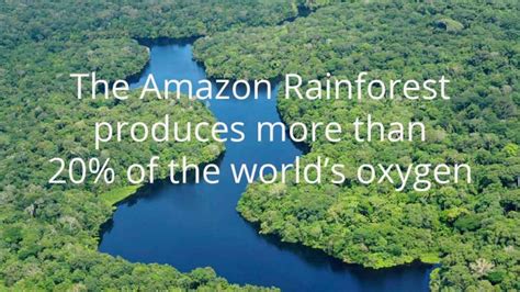 How Can We Help Save The Amazon Rainforest