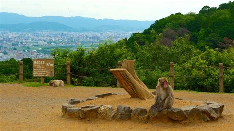 Arashiyama Monkey Park Map