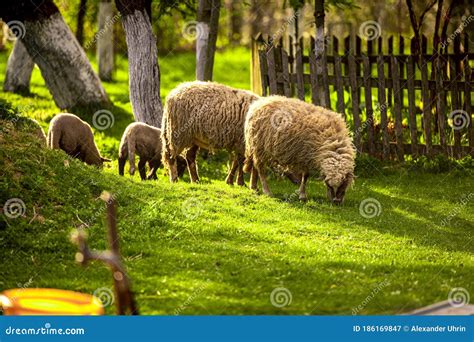 Sheeps In A Meadow On Green Grass Spring Sunset Farmhouse Lambs And