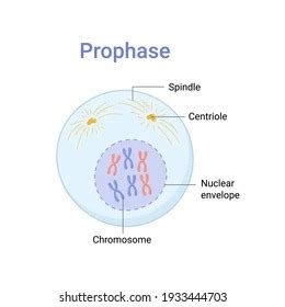 PMAT Prophase Metaphase Anaphase Telophase Cytokineses Function