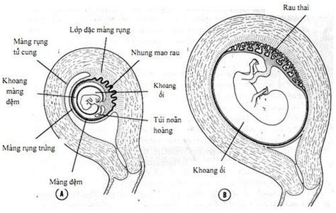 Quá Trình Hình Thành Rau Thai Vinmec