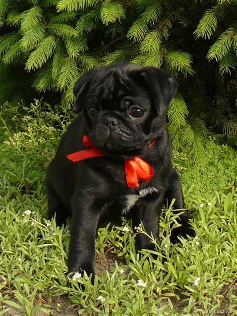 10+ images about Black Pug Puppies on Pinterest | Vine compilation ...