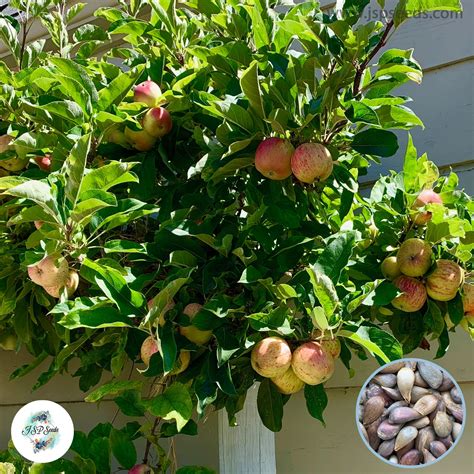 30 Bonsai Apple Tree Indoor Plant Dwarf Fruit Home Garden Seeds – JSPSeeds