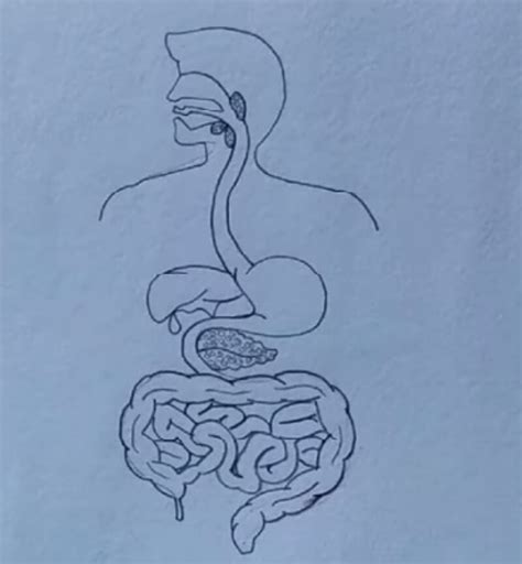 A Guide To Understand Digestion System With Diagram Edrawmax Online