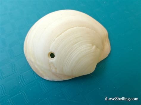 What Makes The Different Holes In Seashells I Love Shelling