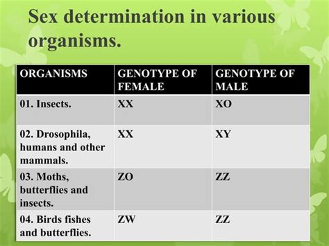 Sex Determination Chromosomal Theory Of Sex Determination Ppt