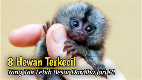 8 Penemuan Hewan Terkecil Di Dunia YouTube