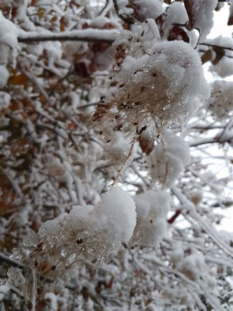 Snow on the Trees in the Fall. Stock Image - Image of snow, fresh ...