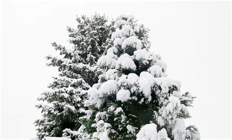 Kostenlose Foto Baum Natur Wald Ast Schnee Winter Schwarz Und