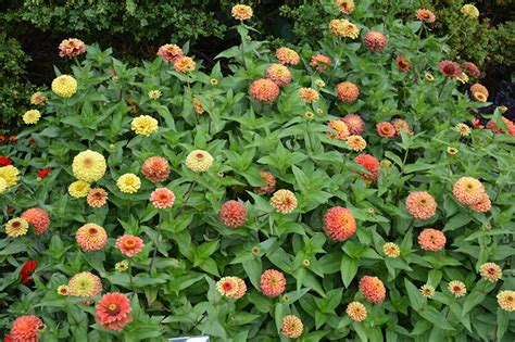 Queeny Lime Orange Zinnia Zinnia Queeny Lime Orange In Naperville