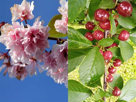 Cherry Blossom vs Cherry Tree: 5 Key Differences – World of Garden Plants