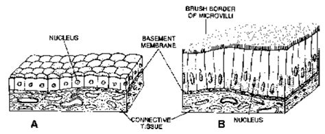 Ncert Covering And Lining Epithelium For Class 11 Pw