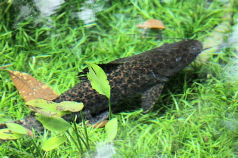 Leiarius Marmoratus Datos De Siluriformes Welsfans