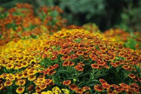 Dzielżan jesienny Helenium autumnale Sadzonki Pietrzykowscy