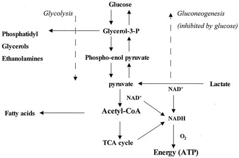 Schematic Diagram Of Metabolism Of Lactate By Bacteria Possessing