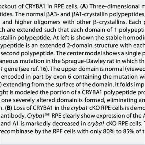 Phagosomes And Autophagosomes In Conditional Knockout Of Cryba1 In Rpe Download Scientific