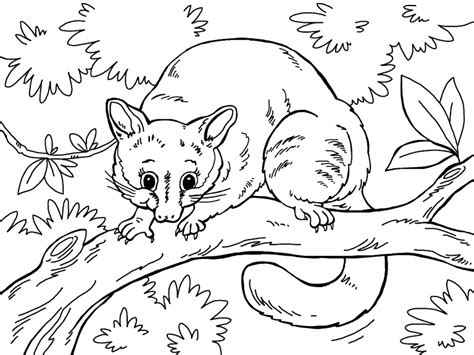 Possum coloring page - Coloring Pages 4 U