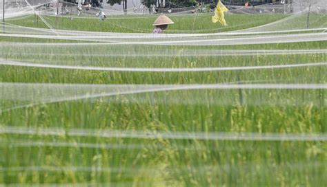 Nusabali Ri Dan Vietnam Sepakat Kerja Sama Di Bidang Pertanian