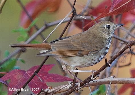 Hermit Thrush | VisitingNature