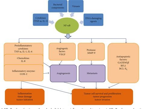 Figure 1 From The Role Of Proinflammatory Pathways In The Pathogenesis