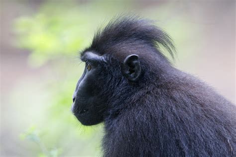 Sulawesi-black-crested-macaque-(2) – Chris Hill Wildlife Photography