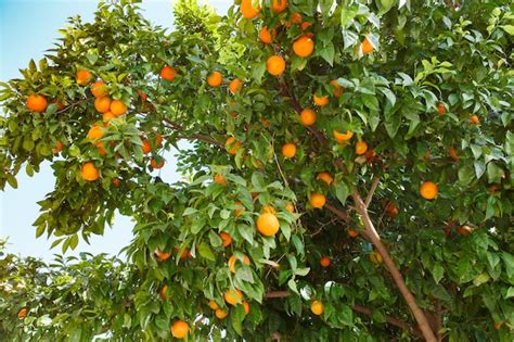 Las Naranjas Crecen Y Maduran En Las Ramas De Un Rbol Entre Hojas