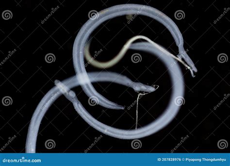 Schistosoma Is A Genus Of Trematodes, Commonly Known As Blood Flukes ...