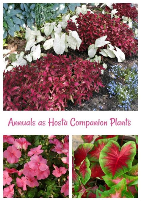 Hosta Companion Plants Growing Hostas With Shade Loving Plants