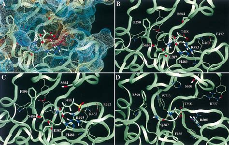 Models Of The Glutamate And Glycine Binding Sites Of The NMDA Receptor