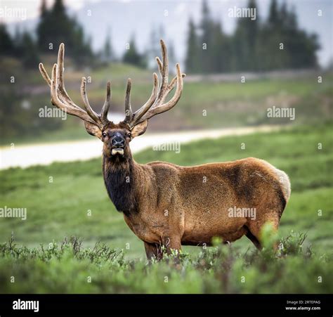 Imperial Rocky Mountain Bull Elk Cervus Canadensis Standing