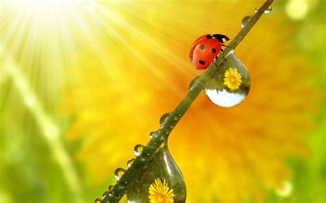 Morning Sun Rays Insects Ladybirds Plants Water Drops Desktop Hd