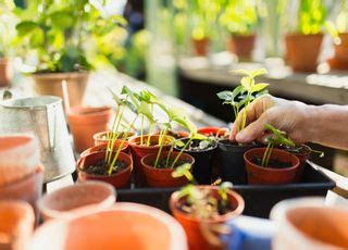 Comment les oasis apparaissent elles dans les déserts