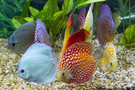 Discus in Planted Aquarium Discus Tank, Discus Aquarium, Discus Fish ...