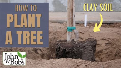 How To Plant A Tree In Clay Soil Hard Soil Street Tree Planting