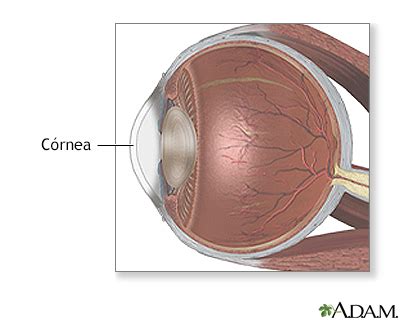 Diariamente Pase Para Saber Contar Hasta Topografia Del Ojo Humano