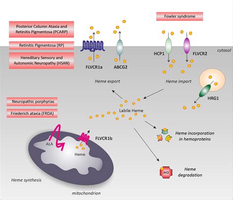 Frontiers Unraveling The Role Of Heme In Neurodegeneration