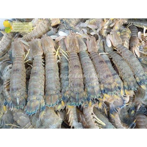 Jual Udang Ronggeng Segar Udang Mantis Shrimp 1kg Shopee Indonesia