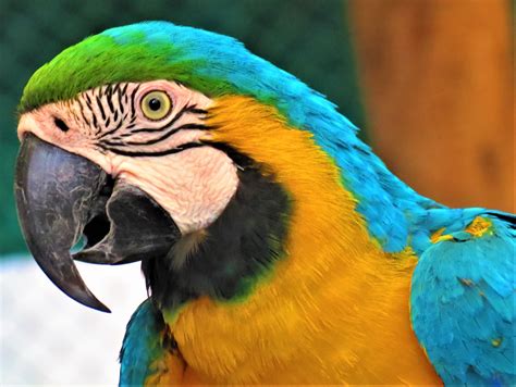 Parrot Beak