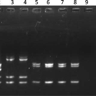 Dendrogram Of Pulsed Field Gel Electrophoresis Patterns Of The Two MRSA