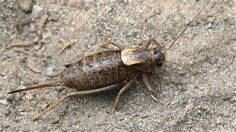 Swarms Of Cannibal Crickets Invade Small Nevada Town