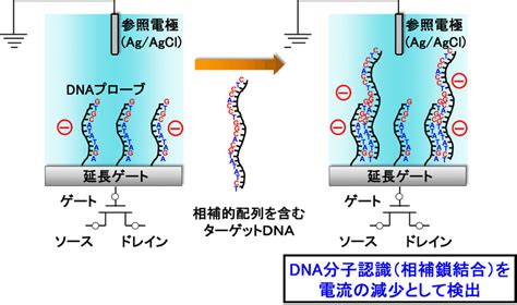 Detection device for DNA hybridization. | Download Scientific Diagram