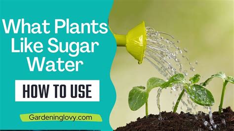 What Plants Like Sugar Water 20 Plants How To Use