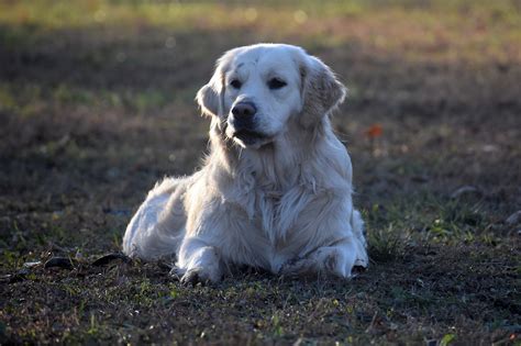 【犬図鑑】ゴールデン・レトリーバーについて知ろう！性格や特徴を解説 イタチブログ