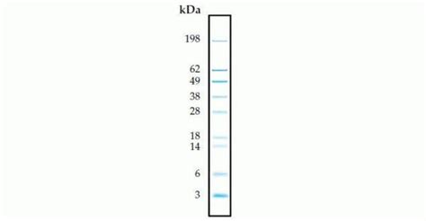 SeeBlue Pre Stained Protein Standard